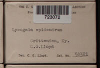 Lycogala epidendrum image